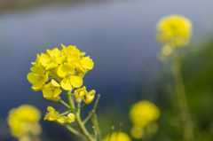 花１