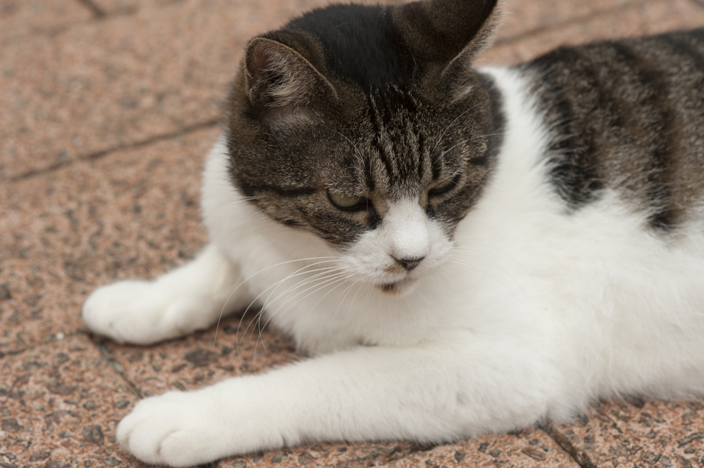 猫１