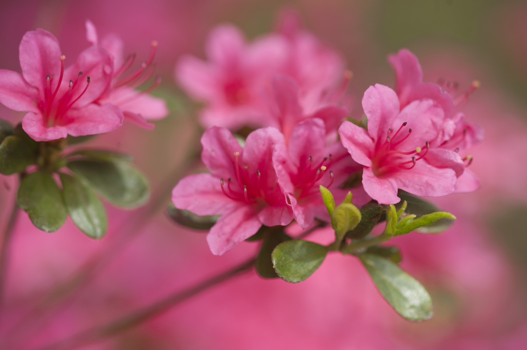 花５