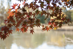 紅葉４
