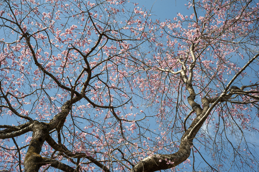 桜１４
