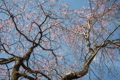 桜１４