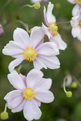 花２