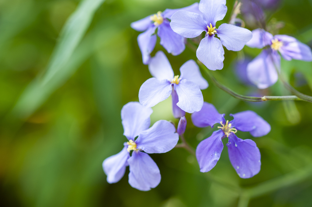 花１９