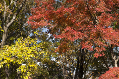 紅葉１３