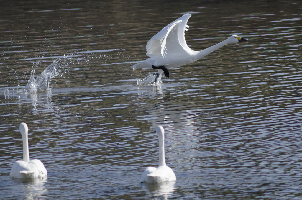 白鳥４
