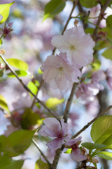 八重桜３