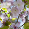 八重桜３