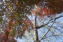 紅葉１３