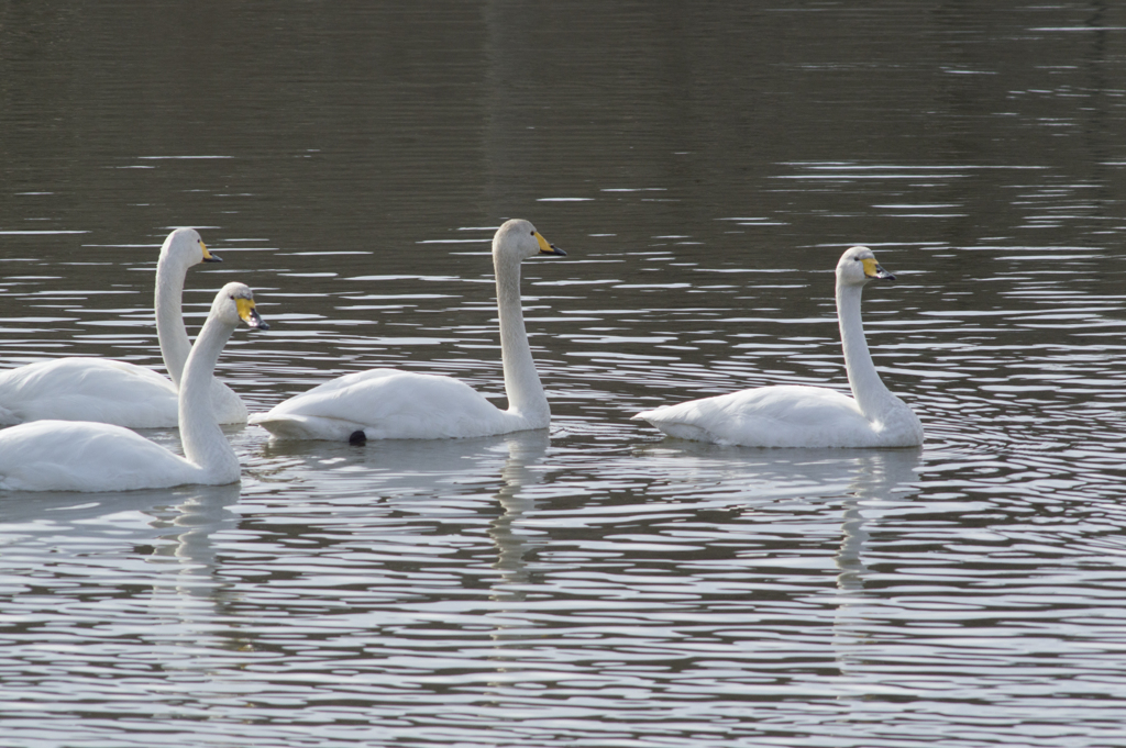 白鳥１
