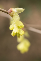 花9
