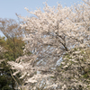 桜５