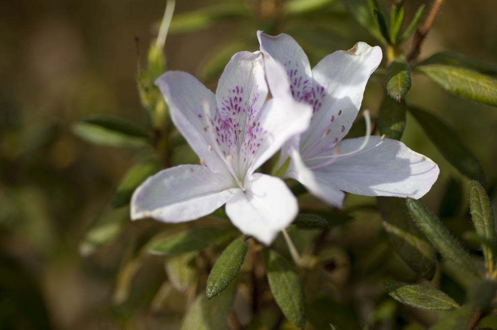 花１