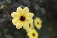 花14