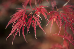 紅葉５