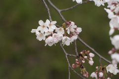 桜５