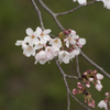 桜５