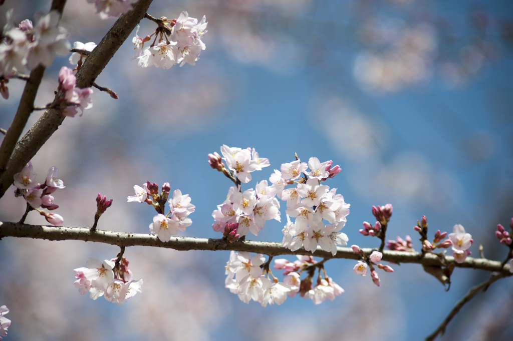 桜６