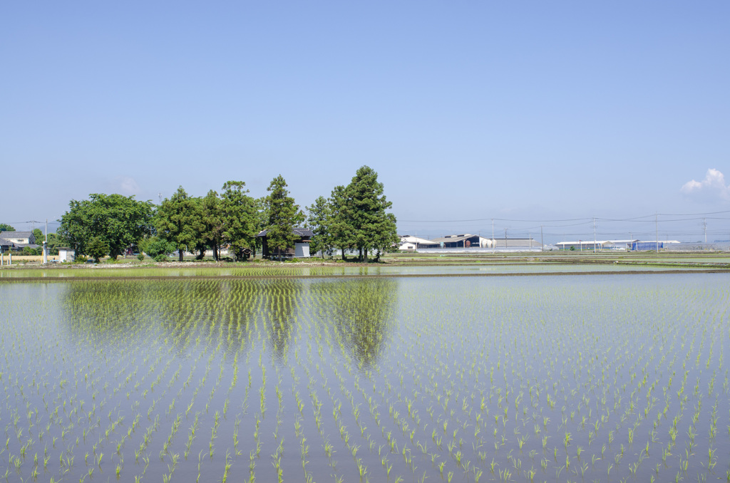 田植え５