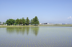 田植え５