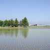 田植え５