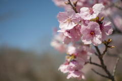 桜１０