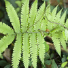 草５