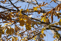 紅葉１