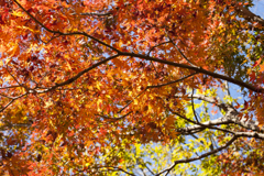 紅葉１５