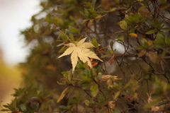 紅葉２０