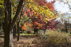 紅葉１９