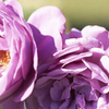 花９