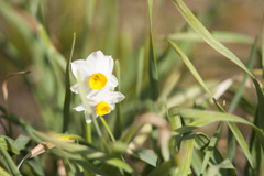 花２