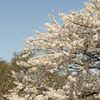 桜６