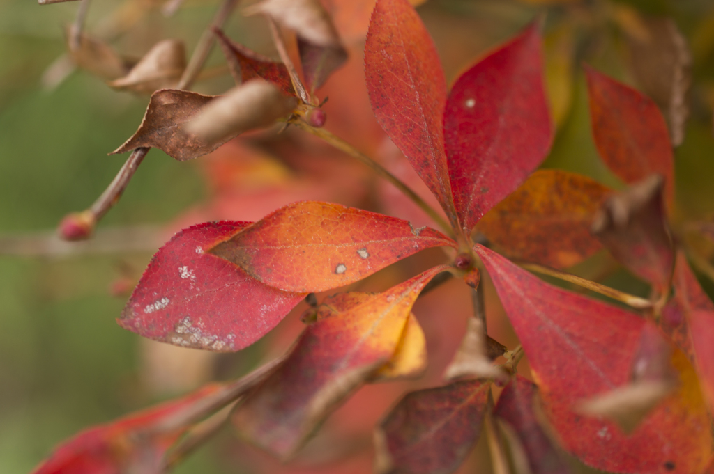 紅葉２