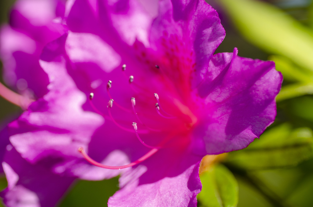 花６