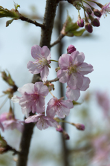 花４