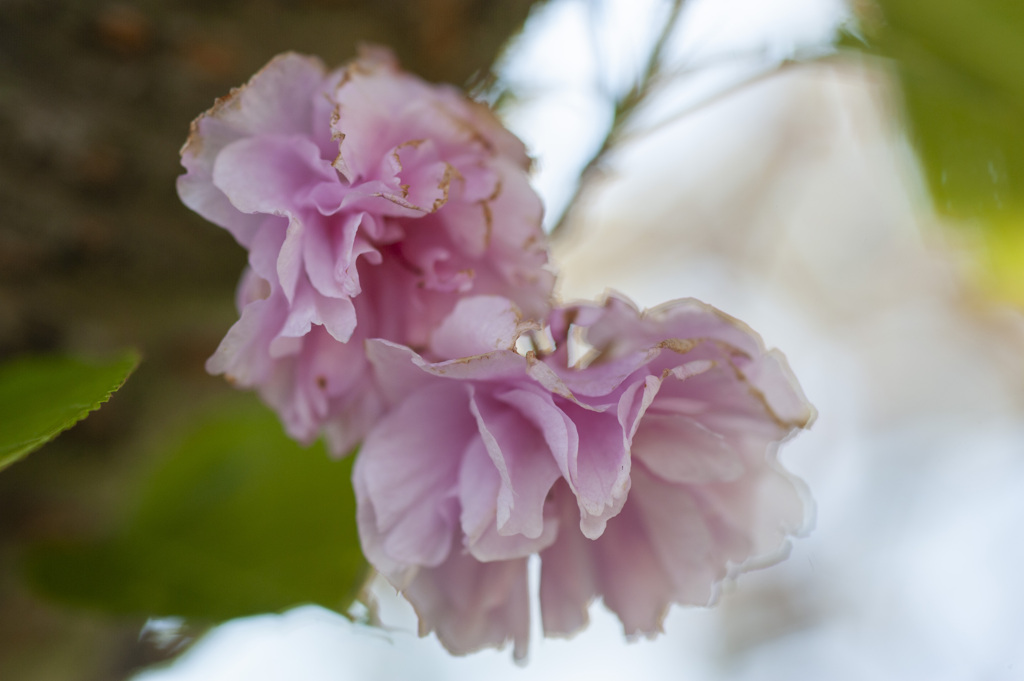 花２０