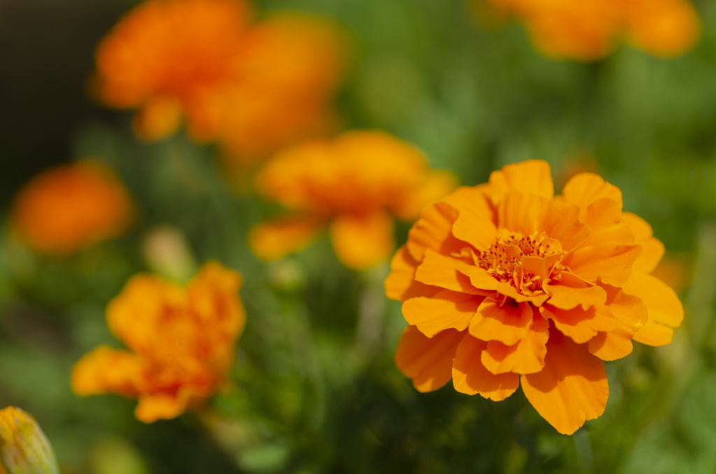 花３