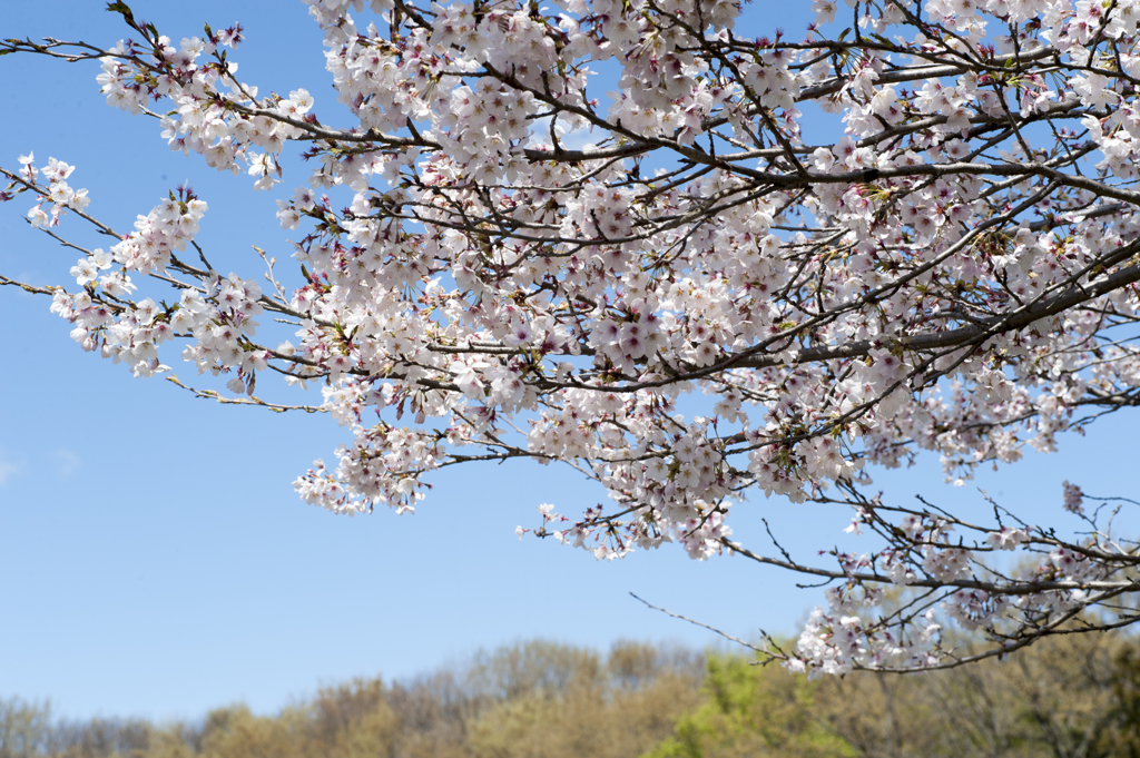桜５
