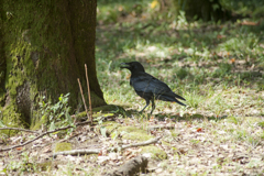 カラス