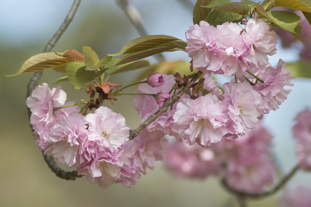 八重桜３