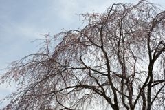 桜１