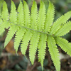 草２