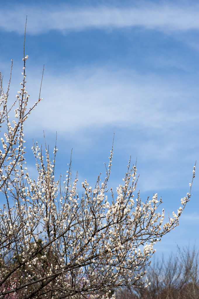 梅と青空２