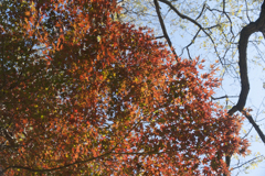 紅葉１６