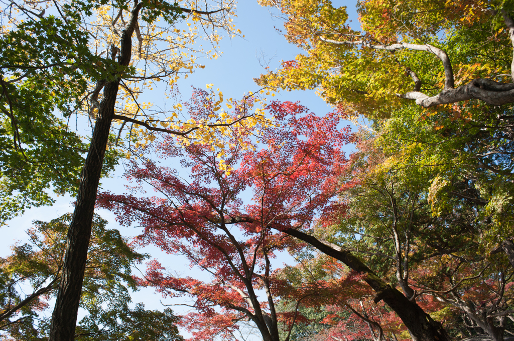 紅葉２