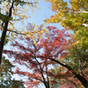 紅葉２