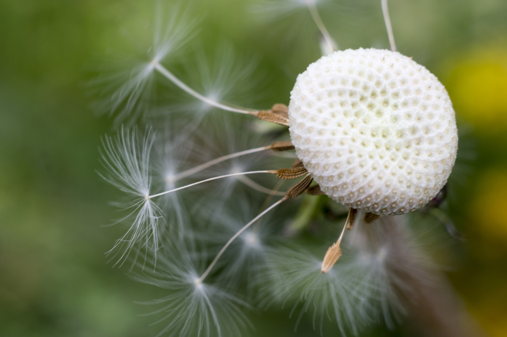 花９