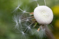 花９